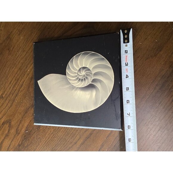 Shell Printed Picture- Jonathan Shuff Photography. Print On Wood 8 x 8 - Picture 3 of 11